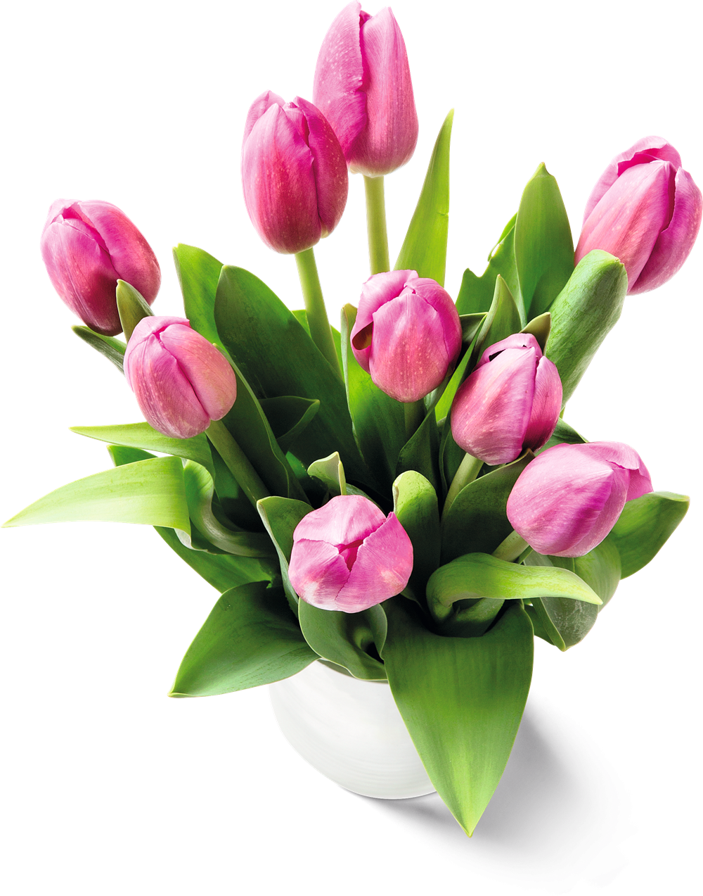 Bild2_Tulpen bei INTERSPAR