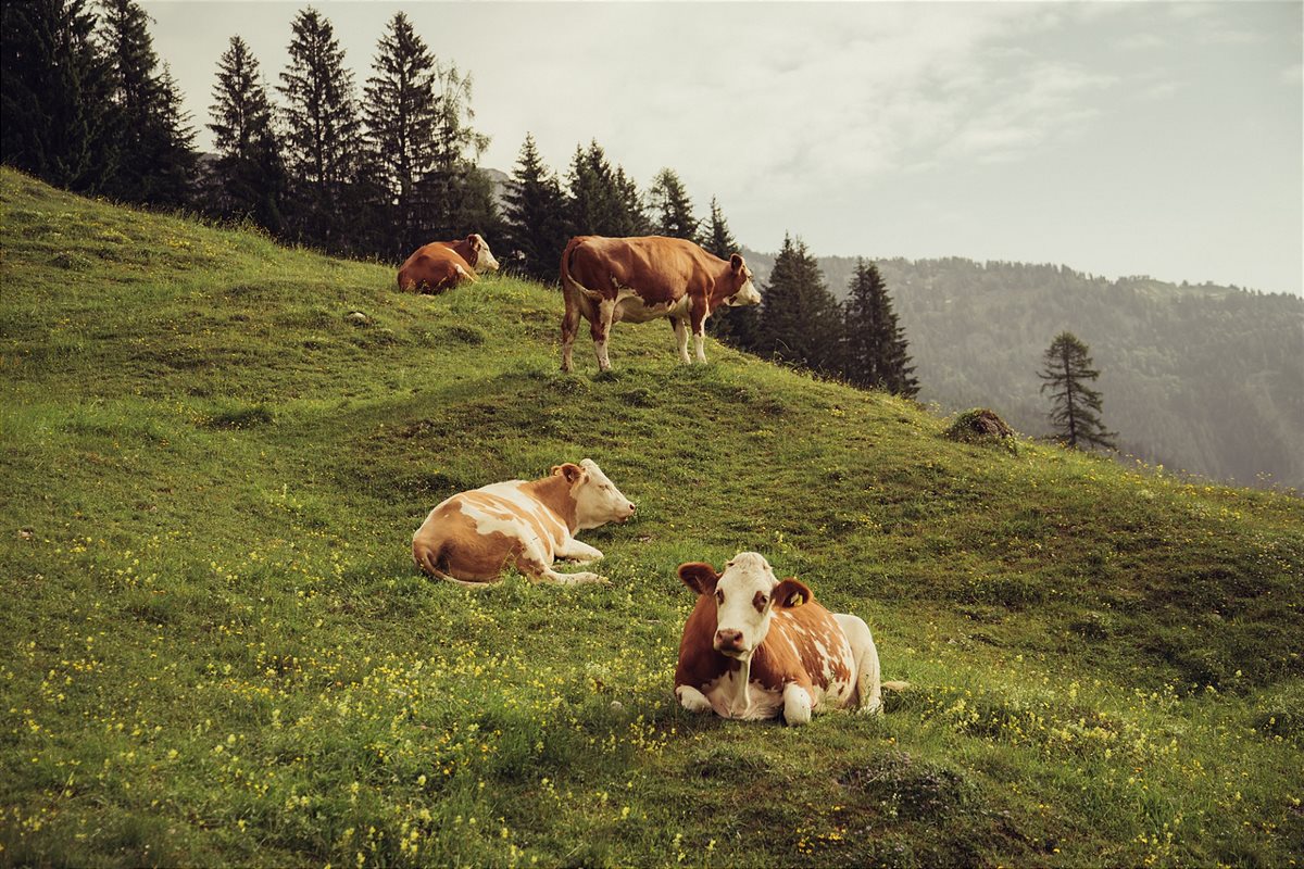 SPAR_Weltmilchtag_Salzburg_2020_3