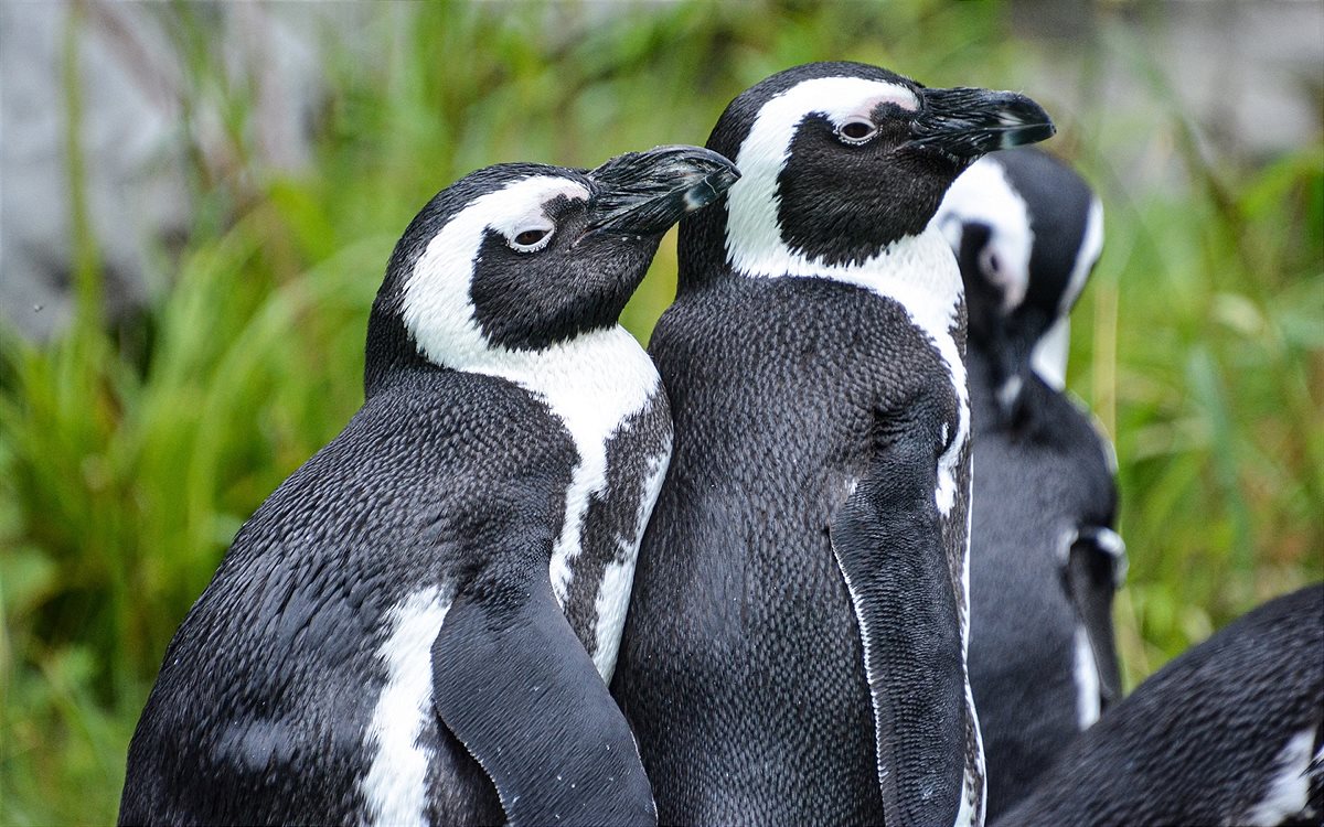 PR_Foto_SPAR_Brillenpinguin_ZooSBG_Lisa_Sernow