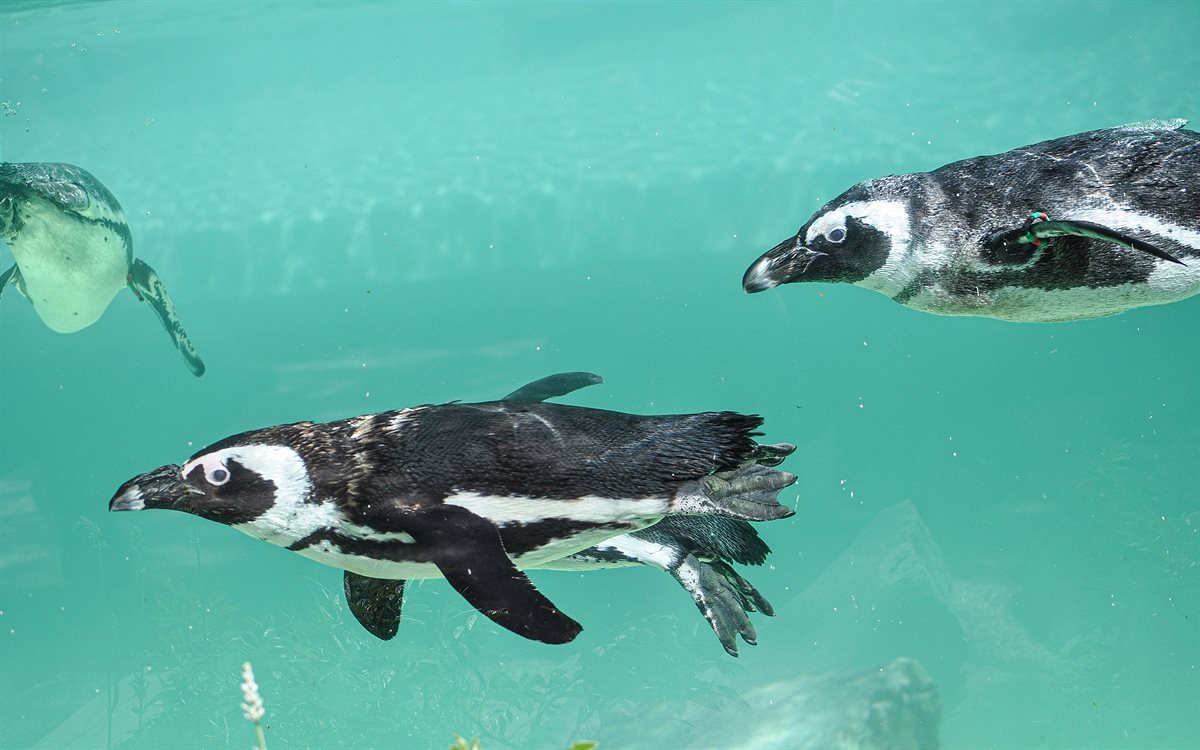 PR-Foto_SPAR_Pinguineröffnung_ZooSBG_Lisa_Sernow