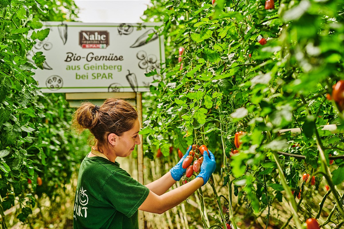 Mitarbeiterin bei der Ernte der Bio-San Marzano Tomaten