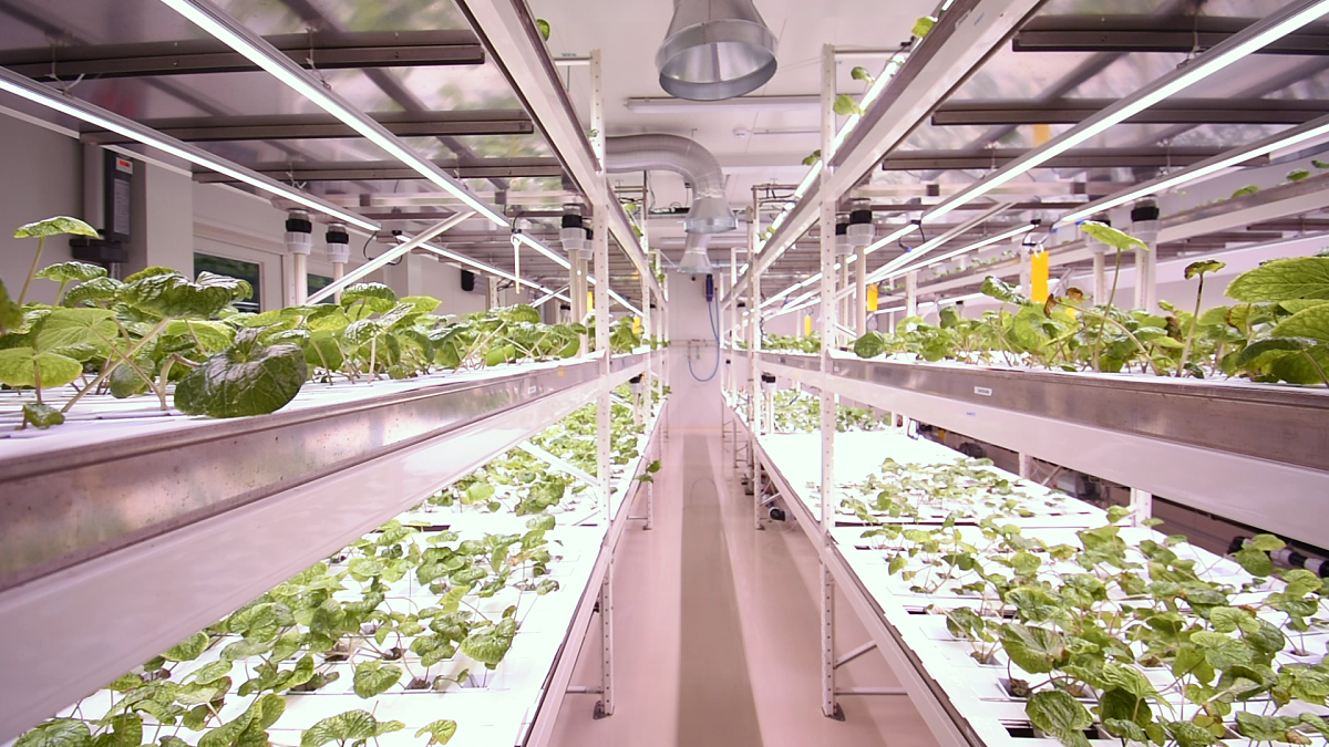 High-Tech-Indoor-Farm