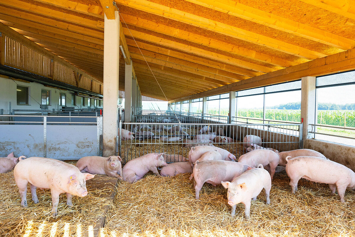 Muehlenhof Duroc Stall