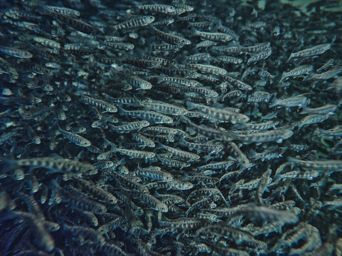 Bild 2_Fischzucht Oberwasser